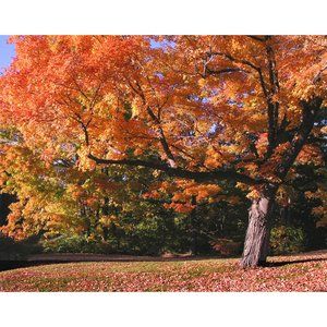 Tree in Autumn  11 x 14 print